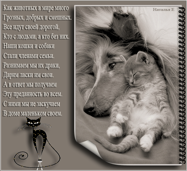 Люблю животных стих. Стих про собаку. Красивые стихи о животных. Стихи про бездомных животных. Дружба собаки и кошки стихи.
